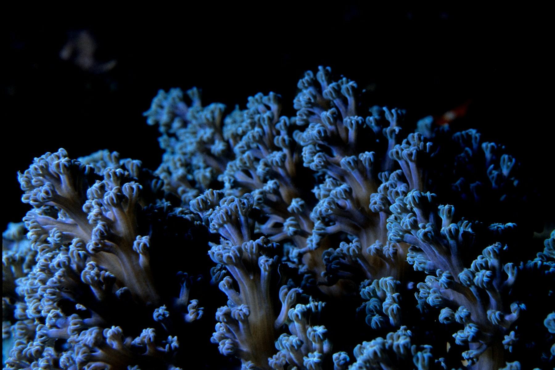 Blue soft corals growing together on a reef