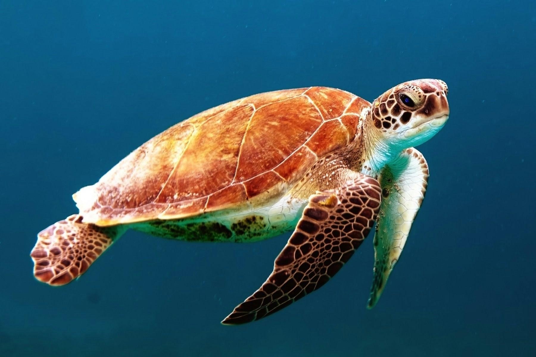 A sea turtle moving through clear blue ocean water