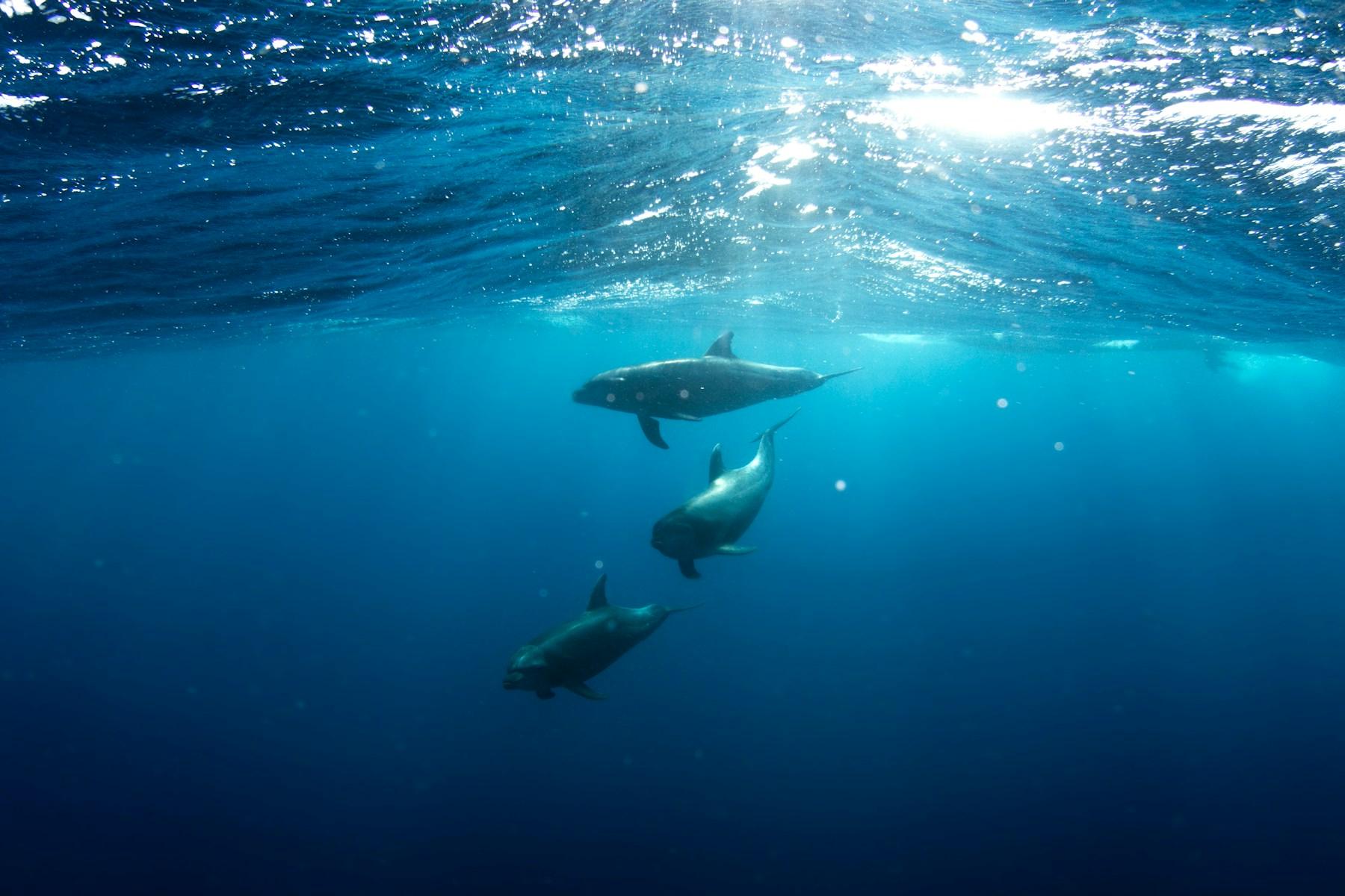 Several sharks swimming together in clear ocean water
