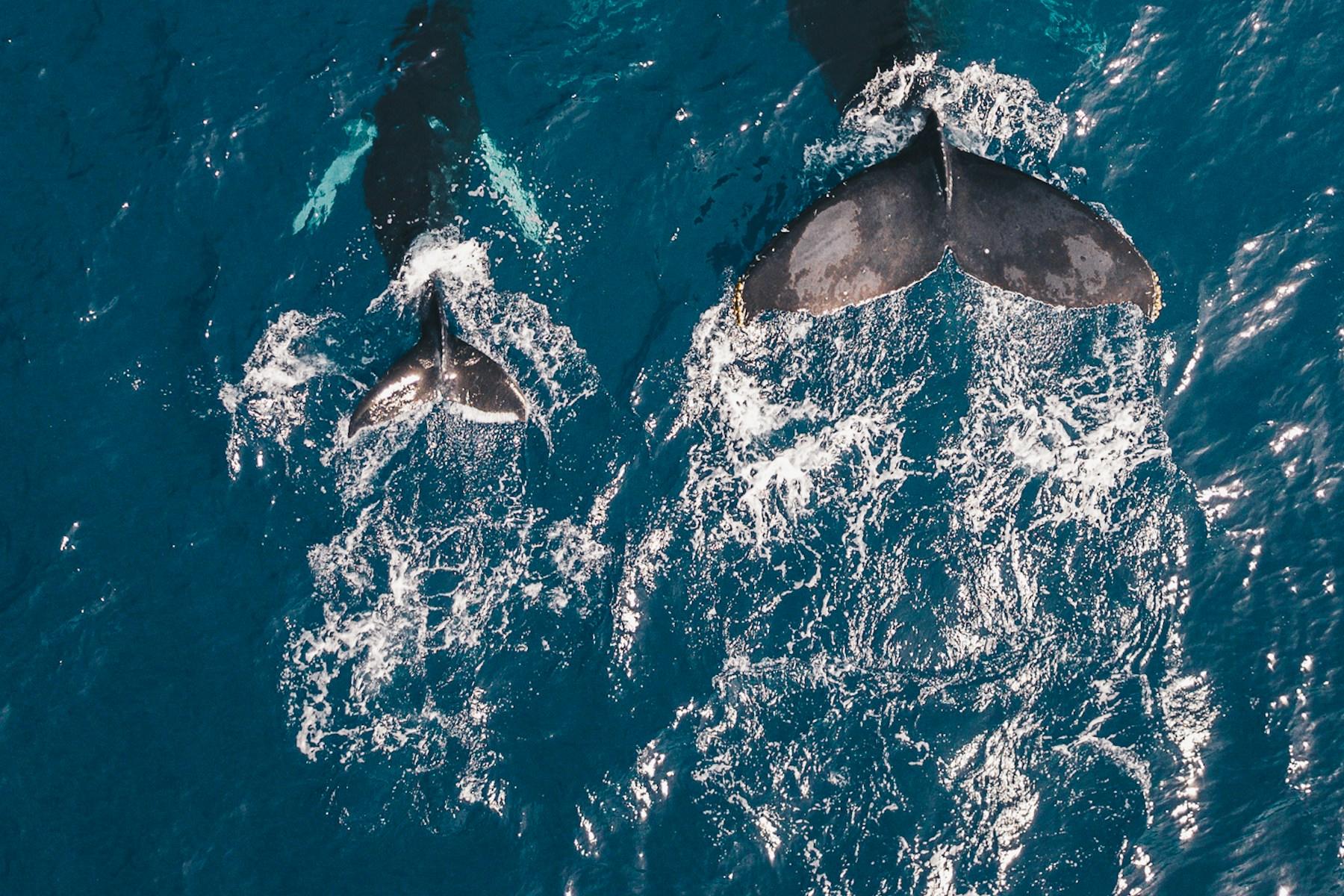 Two whales moving through dark blue ocean water